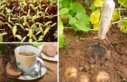 Image - Vegetable-Garden-in-Spring