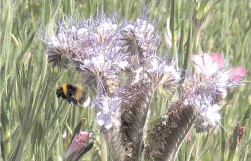 bees on an allium